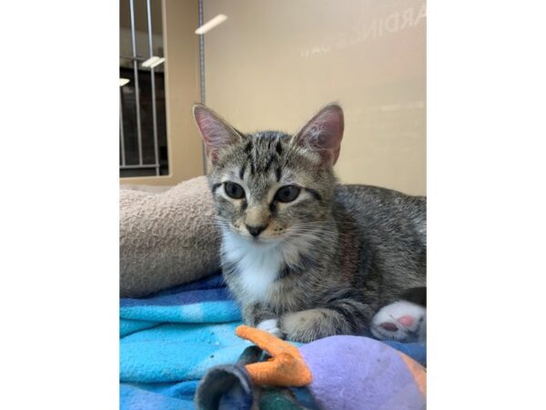 Domestic Short Hair-CAT-Female-Brown and White Tabby-2587-Petland Norwin, PA