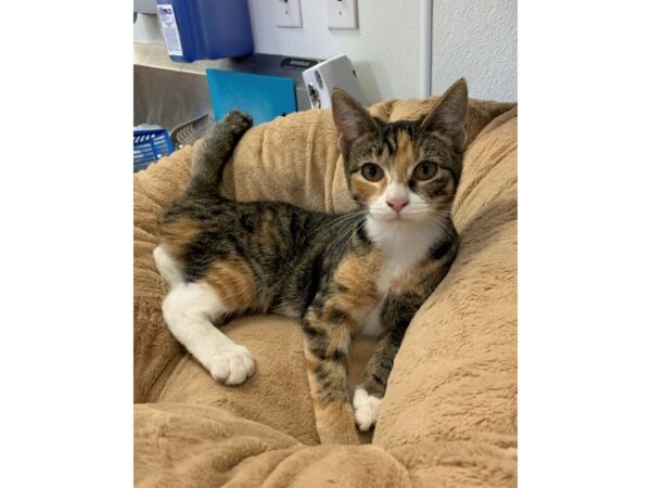 Domestic Short Hair-CAT-Female-Calico-2732-Petland Norwin, PA