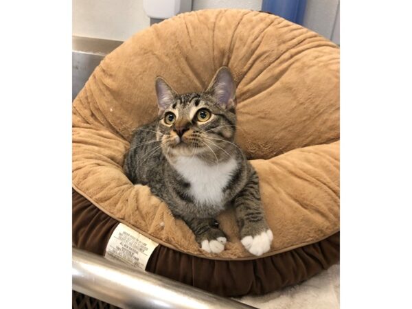 Domestic Short Hair-CAT-Male-Brown and White-2776-Petland Norwin, PA