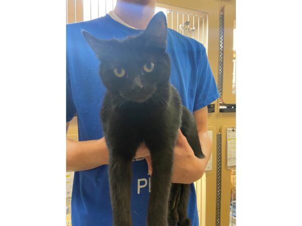 Domestic Short Hair-CAT-Female-Black-2789-Petland Norwin, PA