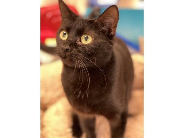 Domestic Short Hair-CAT-Female-Black and White-2911-Petland Norwin, PA