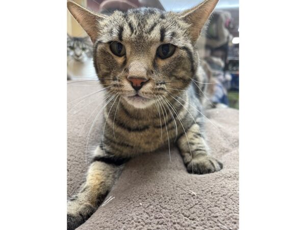 Domestic Short Hair-CAT-Male-Grey and Black-2934-Petland Norwin, PA