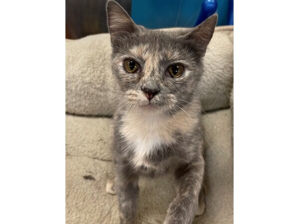 Domestic Short Hair-CAT-Female-Dilute Calico-3029-Petland Norwin, PA