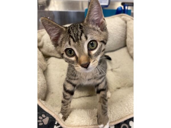 Domestic Short Hair-CAT-Male-Black and Tan-3042-Petland Norwin, PA