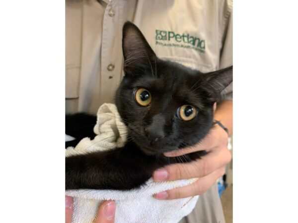 Domestic Short Hair-CAT-Female-Black-3084-Petland Norwin, PA